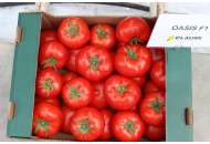 Оазис F1 - томат індетермінатний, 1000 насіння, Clause (Клоз) Франція фото, цiна